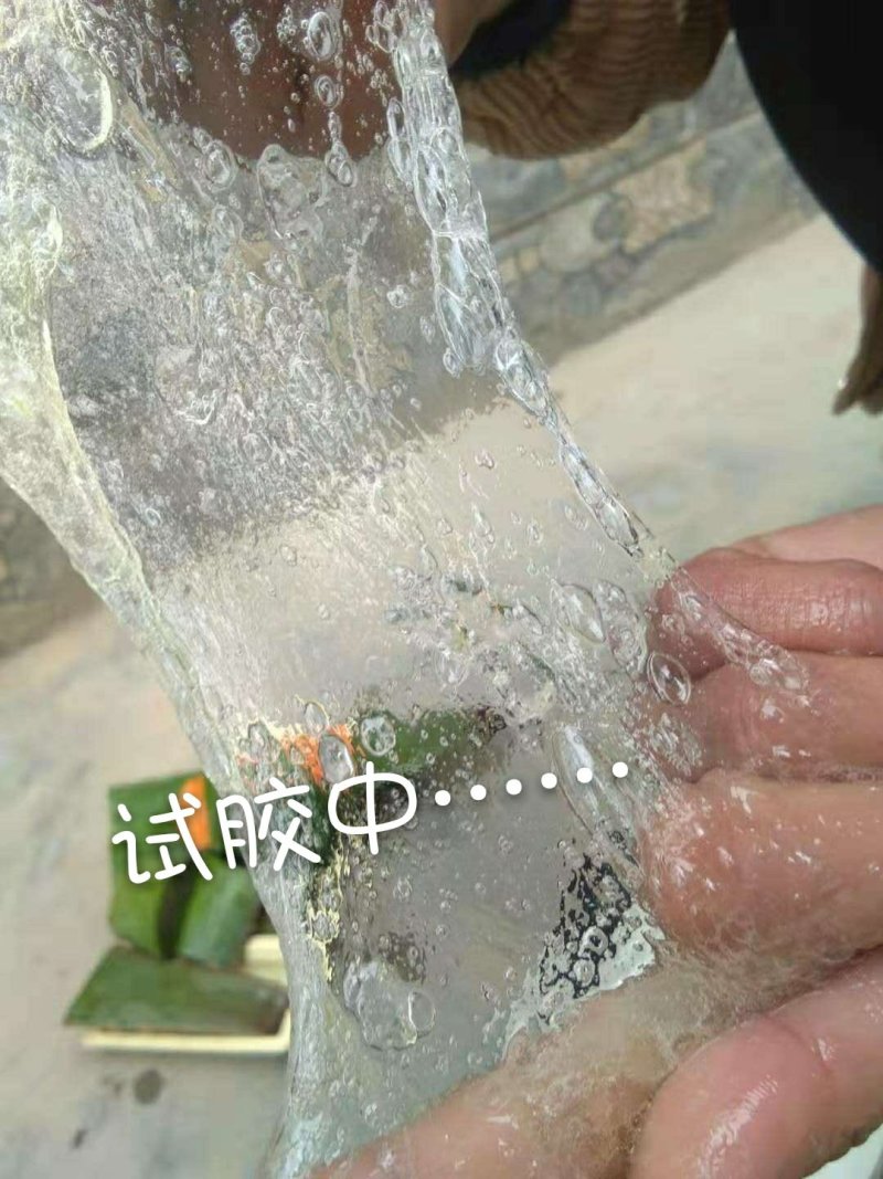 慧美库拉索芦荟-15年生老芦荟