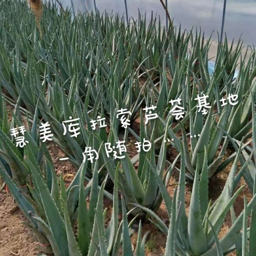 慧美库拉索芦荟-15年生老芦荟