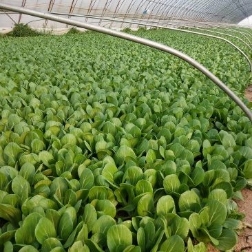 油菜