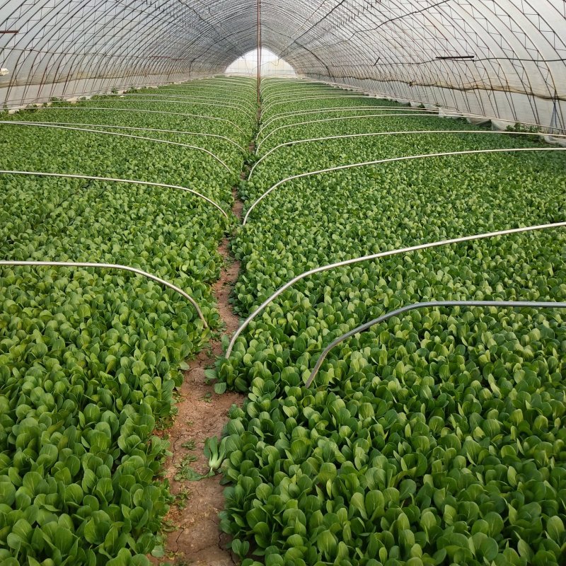 油菜