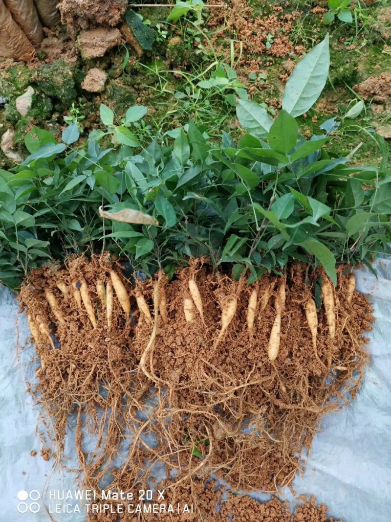 牛大力种苗，基地直供，品种纯正，免费提供技术热销品种