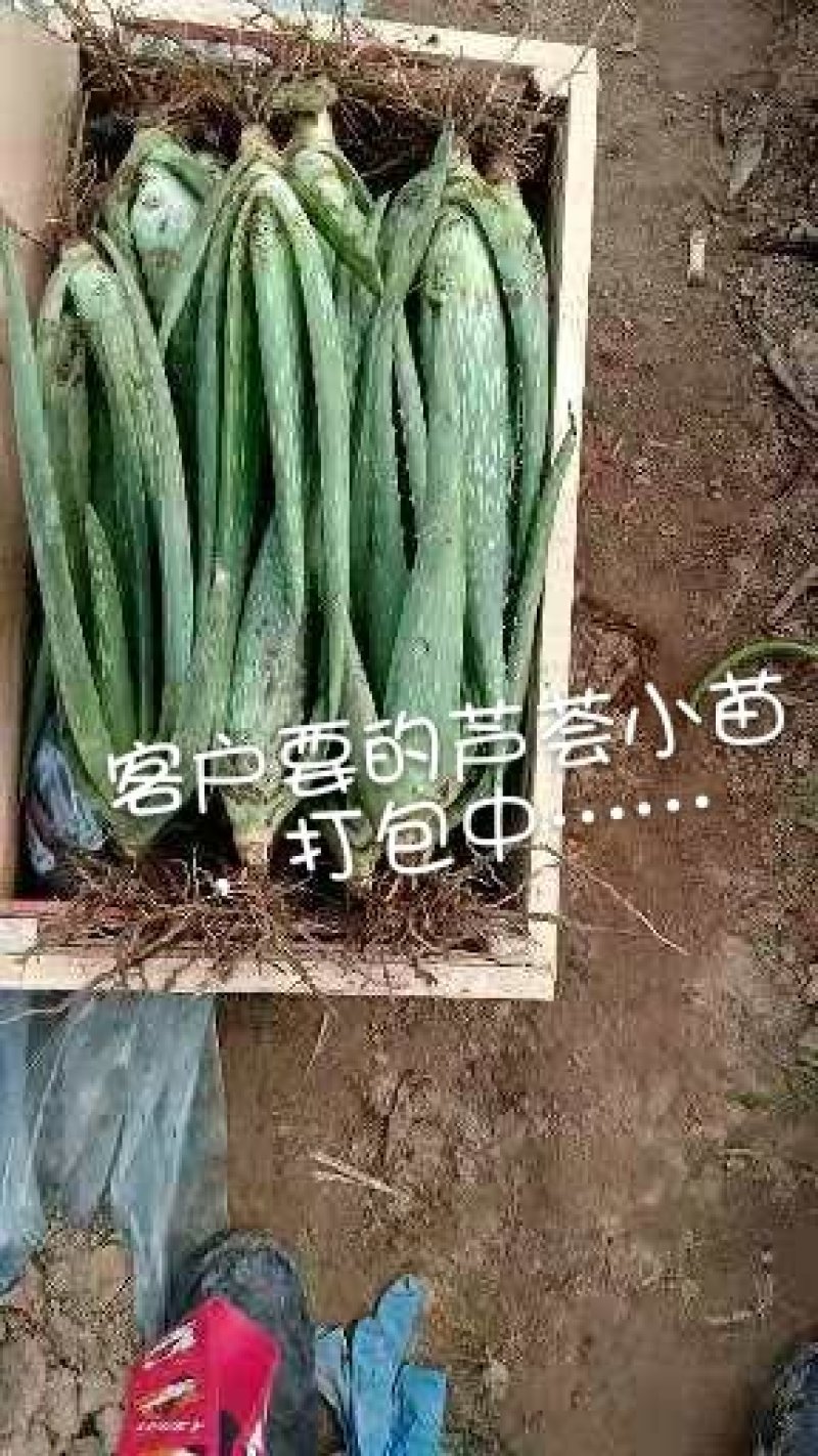 周口市川汇区慧美芦荟批发中心