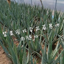 周口市川汇区慧美芦荟批发中心