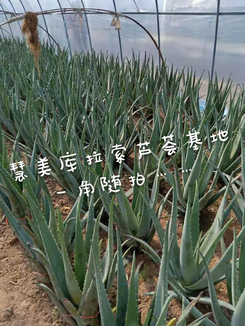 周口市川汇区慧美芦荟批发中心