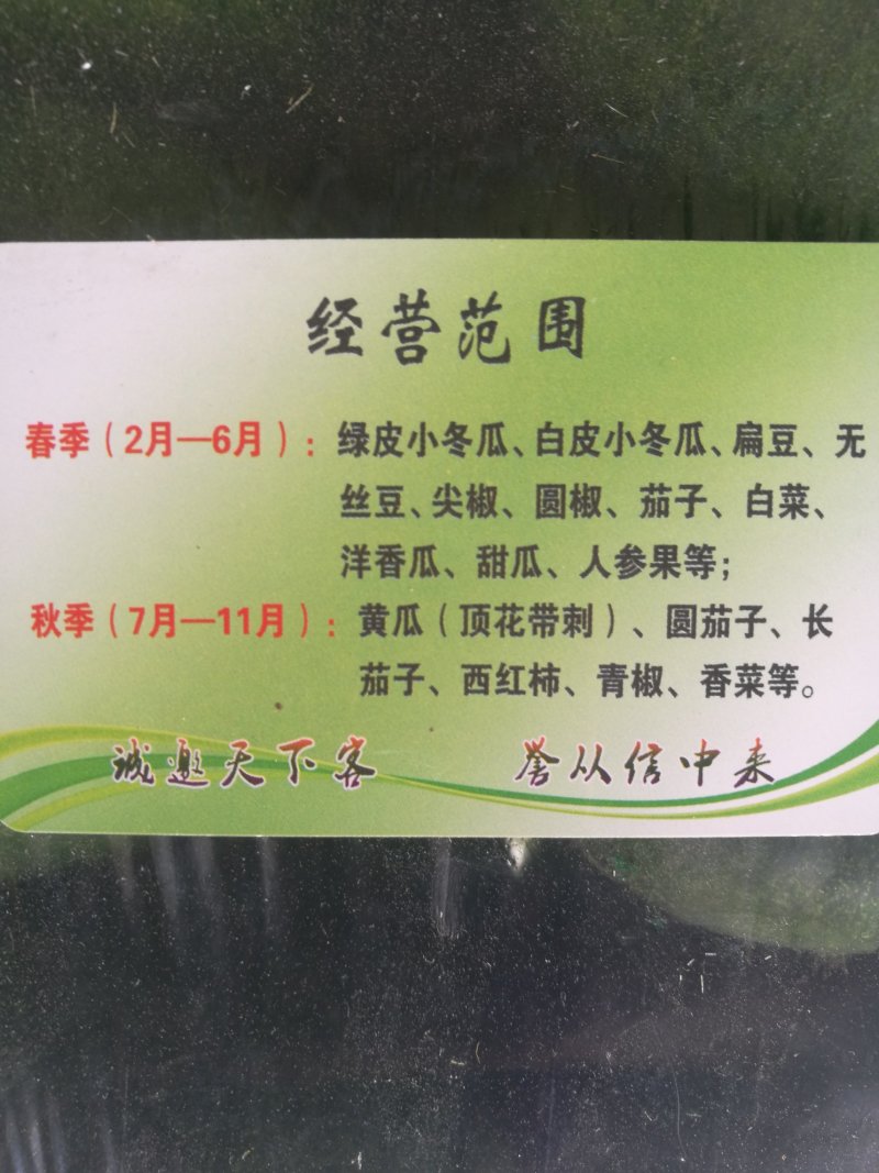 青皮小冬瓜
