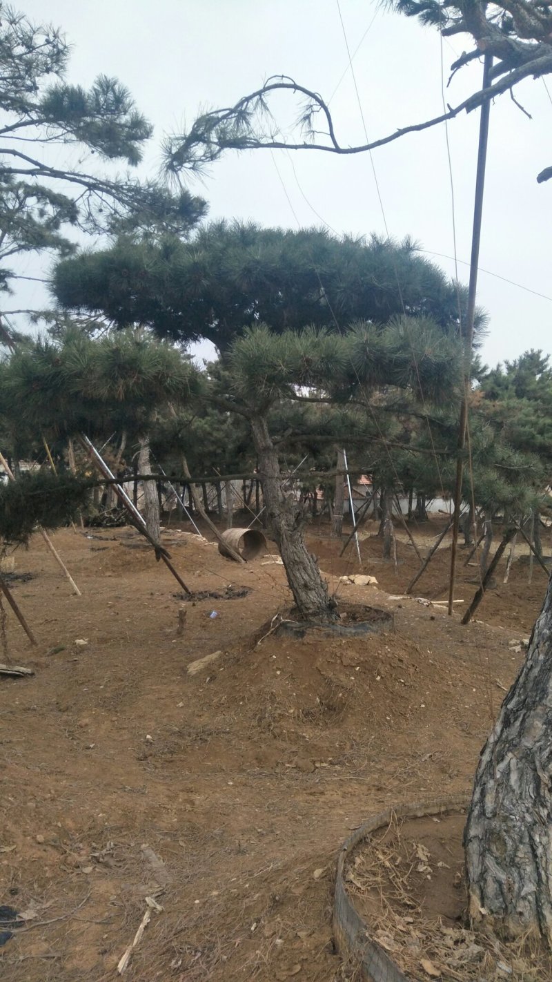 造型松