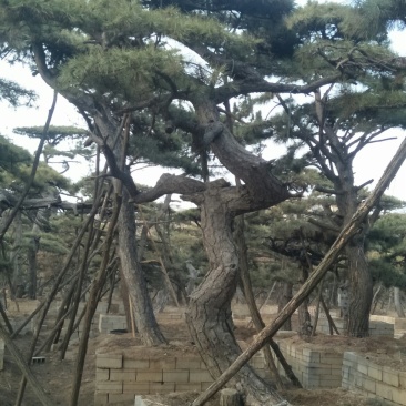 造型松