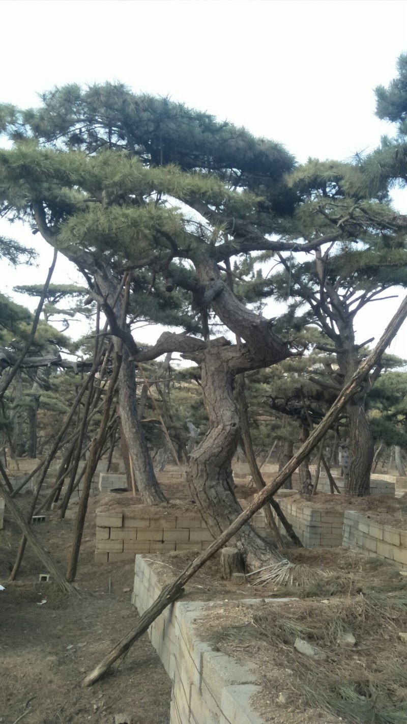 造型松