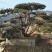 造型松