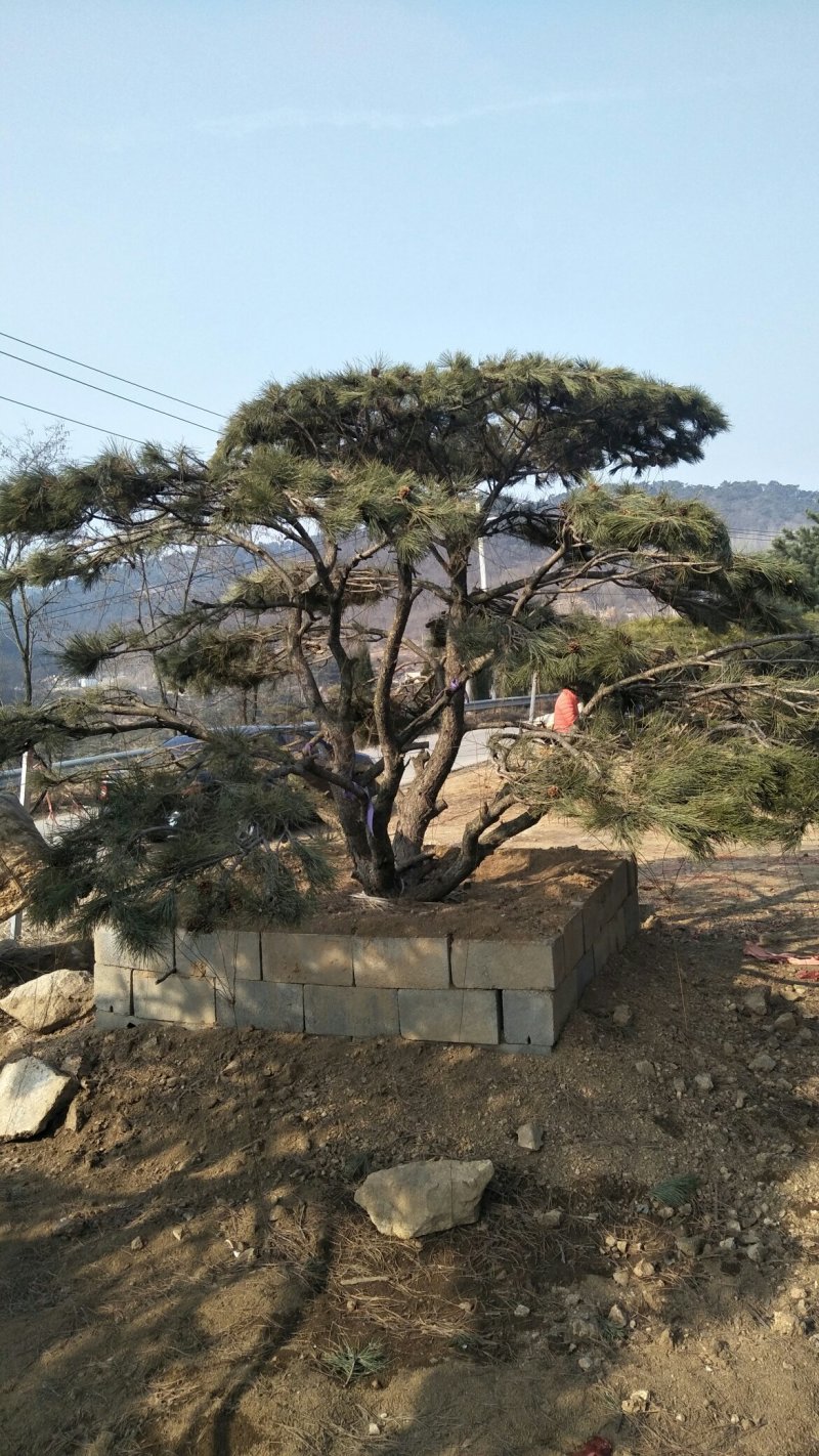 造型松