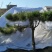 造型松