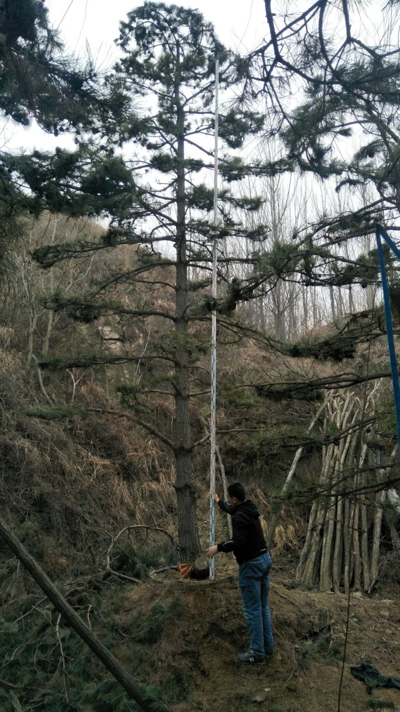 造型松