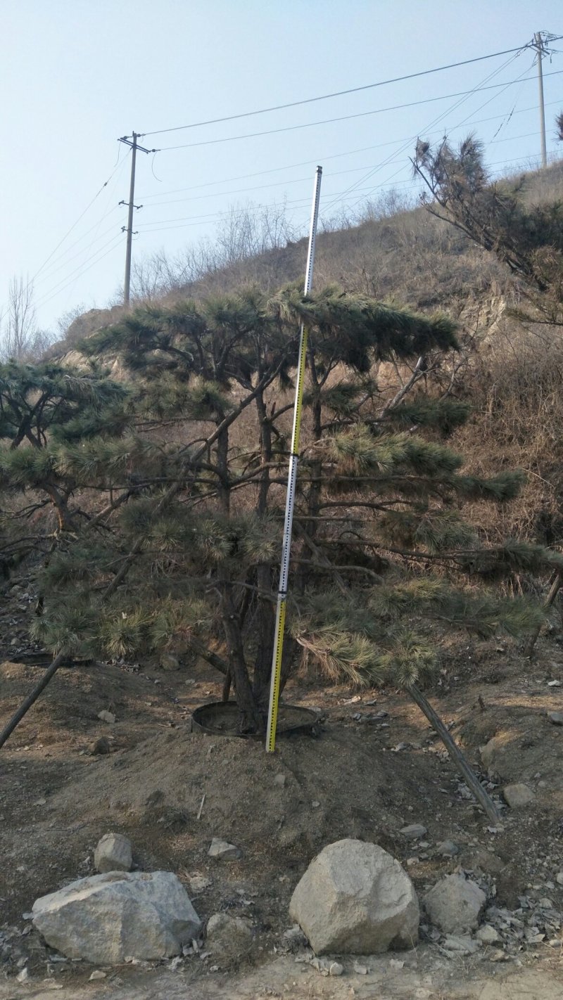 造型松