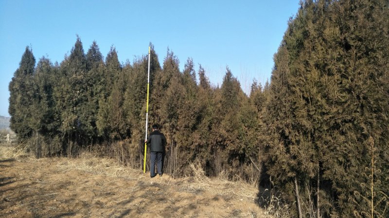 造型松