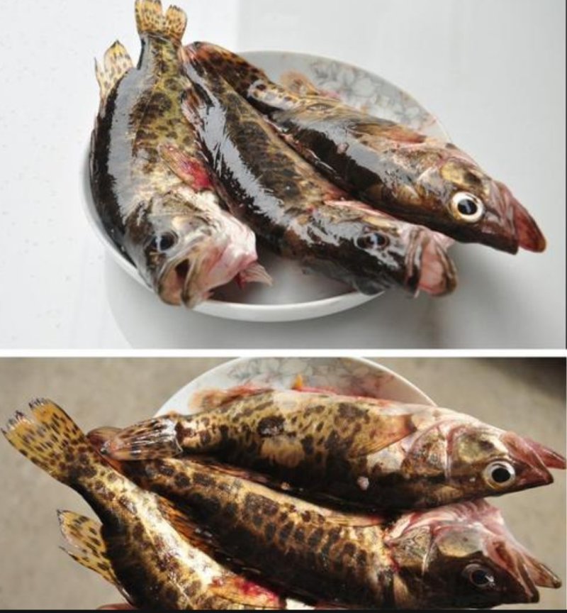 贵州野生桂花鱼