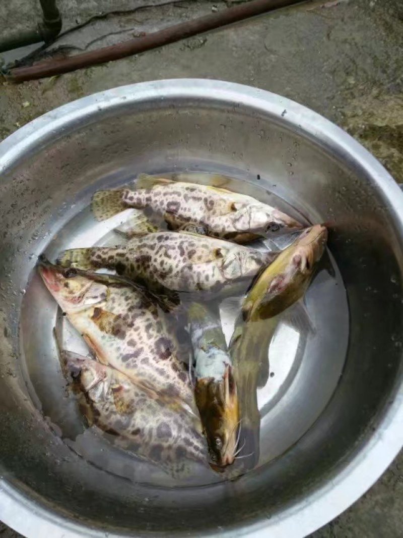 贵州野生桂花鱼