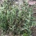 广西野生新鲜白花蛇舌草，5斤起批