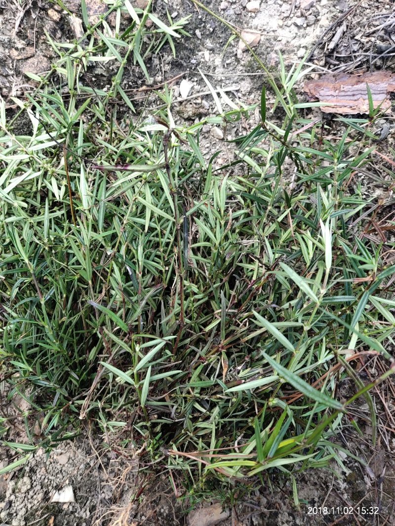 广西野生新鲜白花蛇舌草，5斤起批