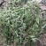 广西野生新鲜白花蛇舌草，5斤起批