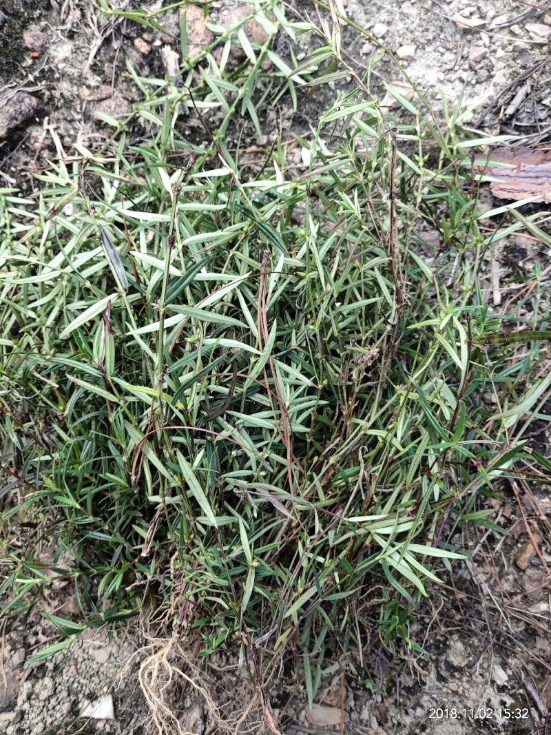 广西野生新鲜白花蛇舌草，5斤起批