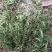 广西野生新鲜白花蛇舌草，5斤起批