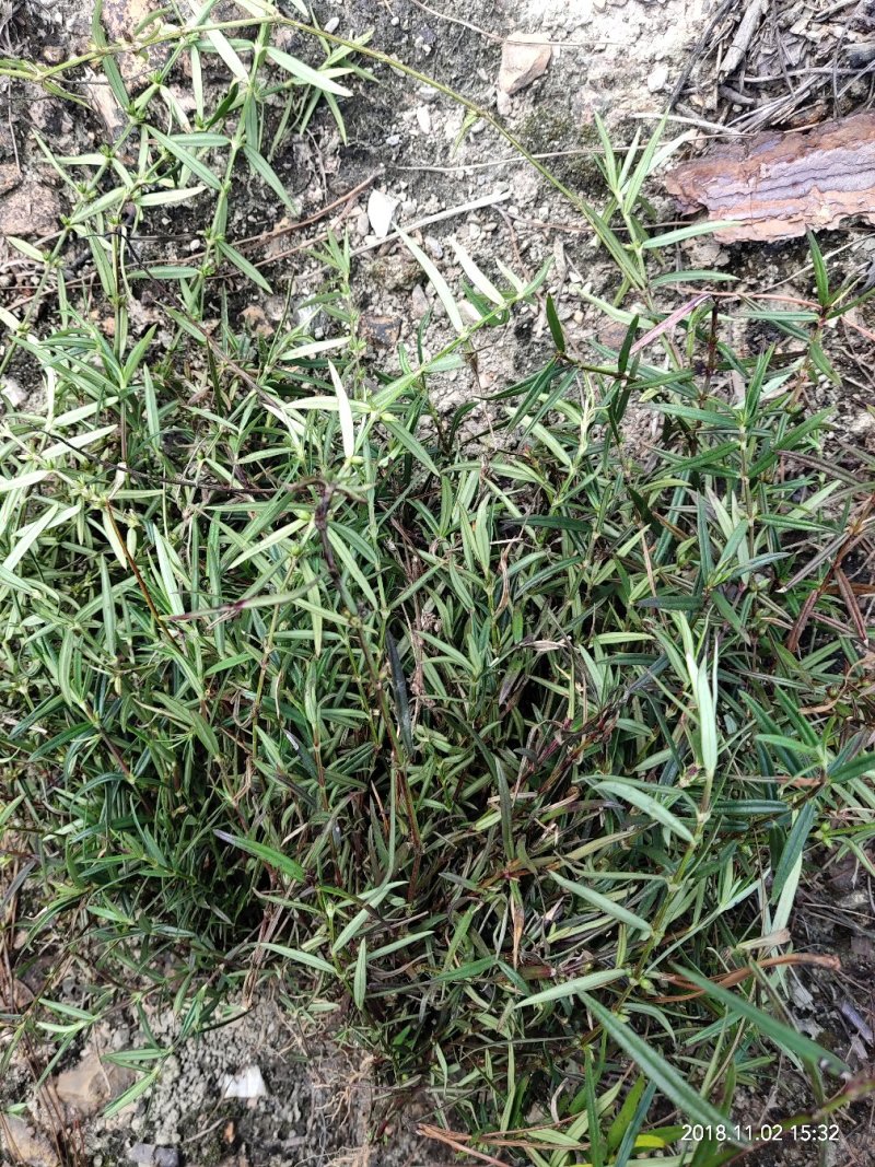 广西野生新鲜白花蛇舌草，5斤起批