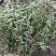 广西野生新鲜白花蛇舌草，5斤起批