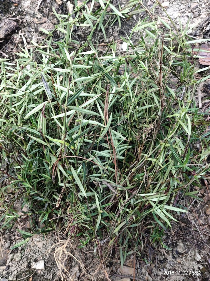广西野生新鲜白花蛇舌草，5斤起批