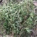 广西野生新鲜白花蛇舌草，5斤起批