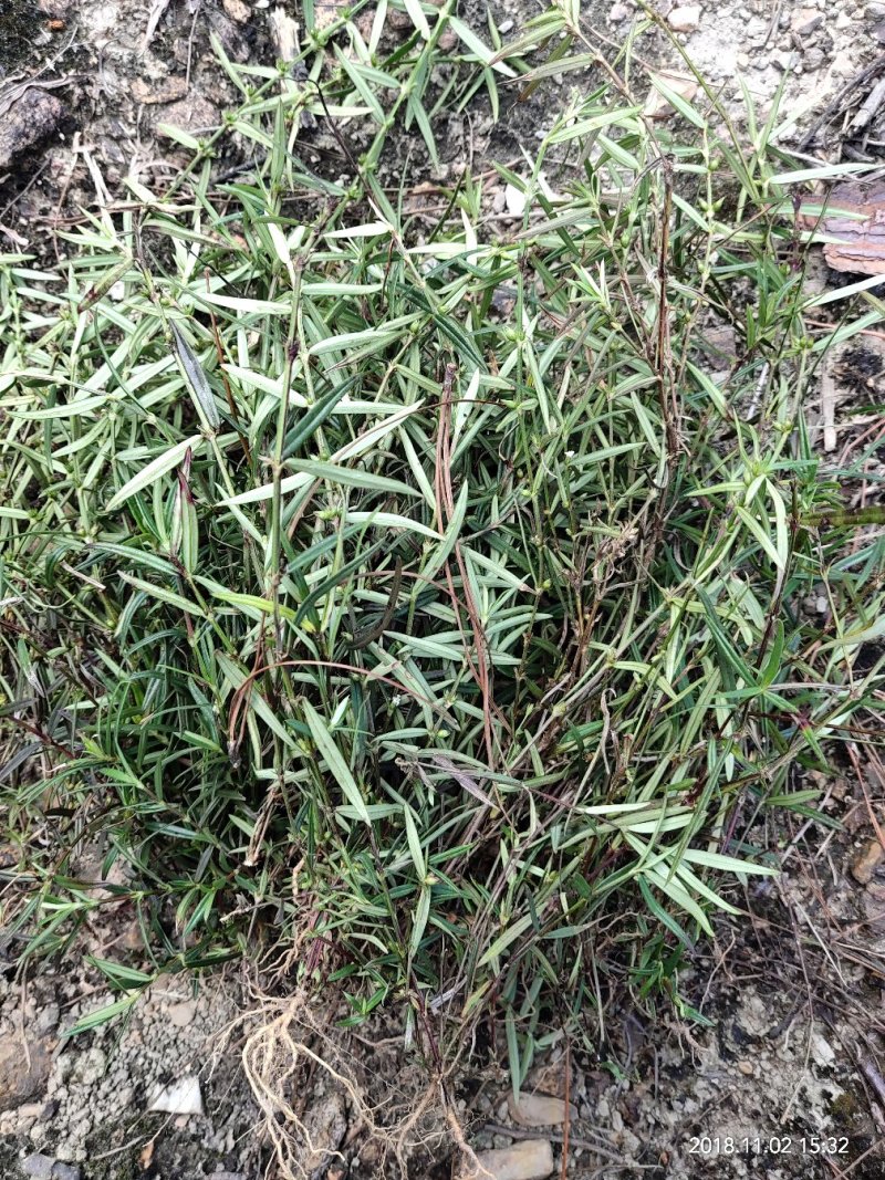 广西野生新鲜白花蛇舌草，5斤起批