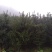 罗汉松5-20cm规格齐全基地供应视频看货现场专业起苗