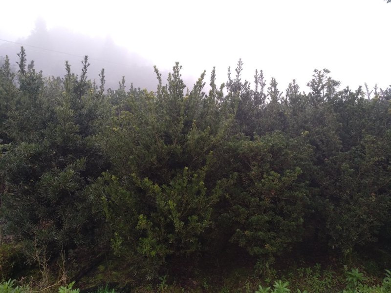 罗汉松5-20cm规格齐全基地供应视频看货现场专业起苗