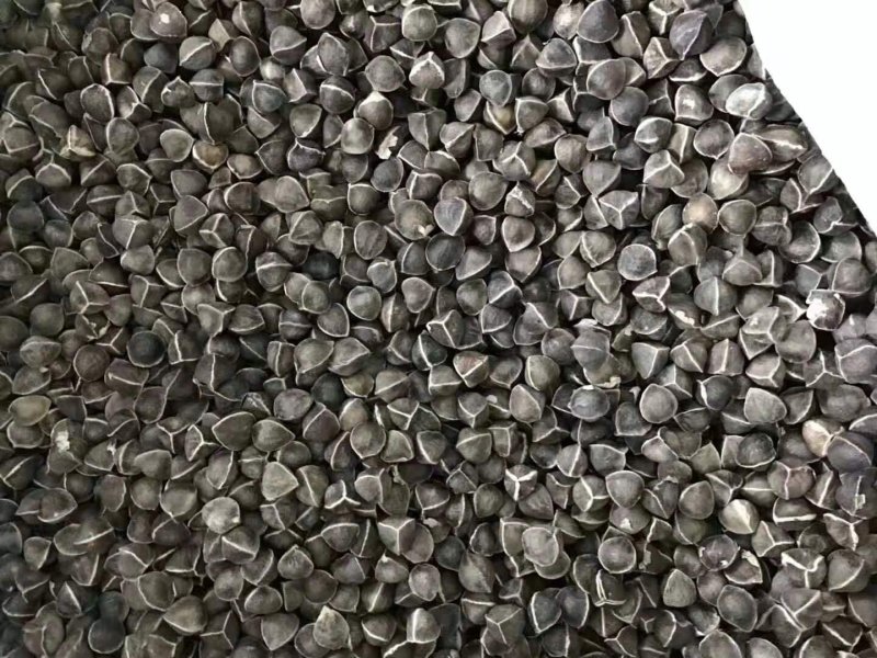 辣木籽干货大粒2斤起包邮量大从优