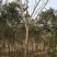 精品合欢10～15公分