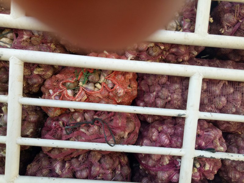 云南高原红蒜大量上市价格下滑！