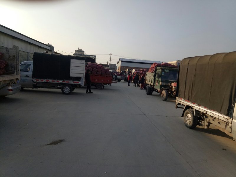 云南高原红蒜大量上市价格下滑！