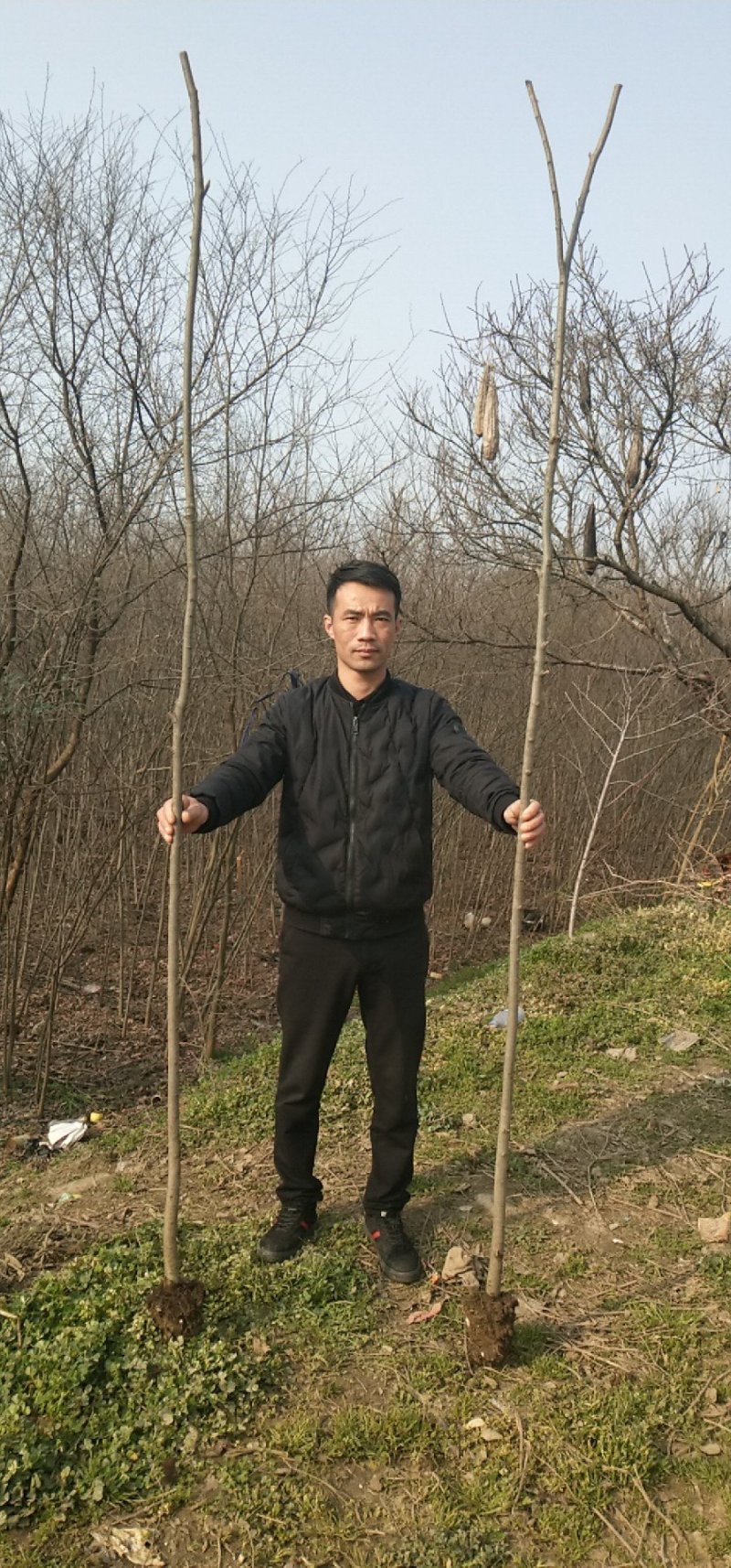 榉树