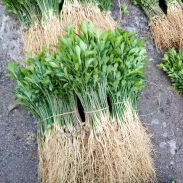 基地大量供应积壳大小苗占木