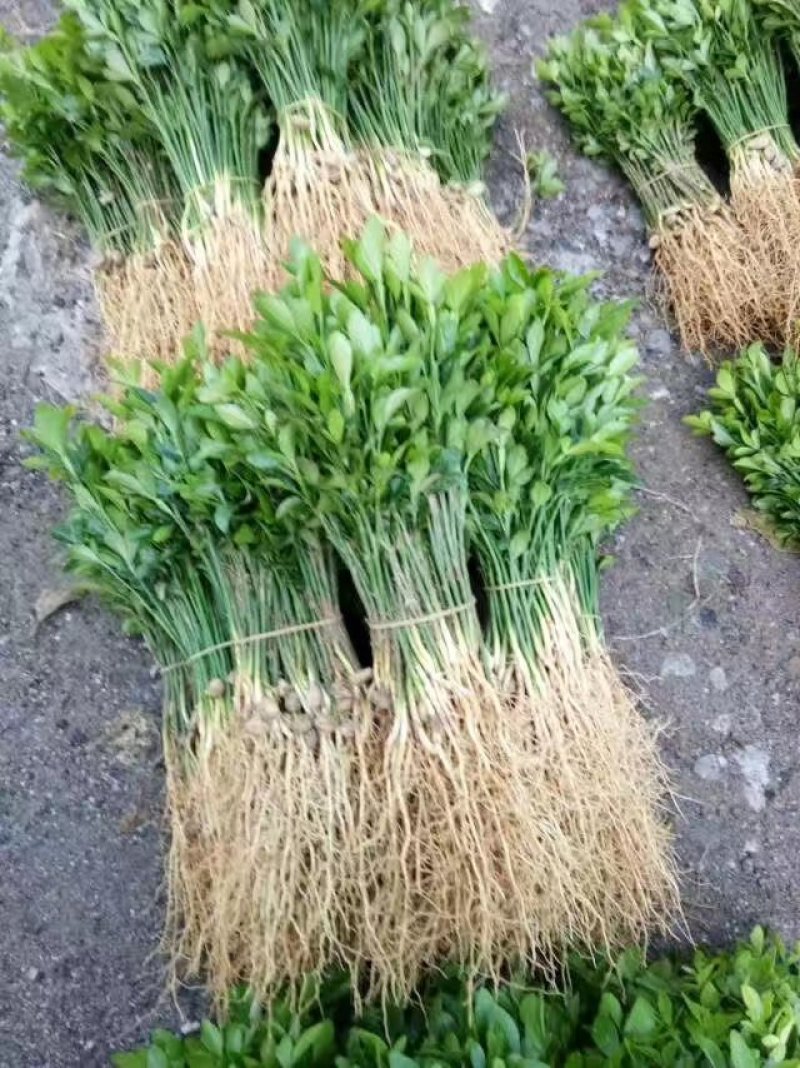 基地大量供应积壳大小苗占木