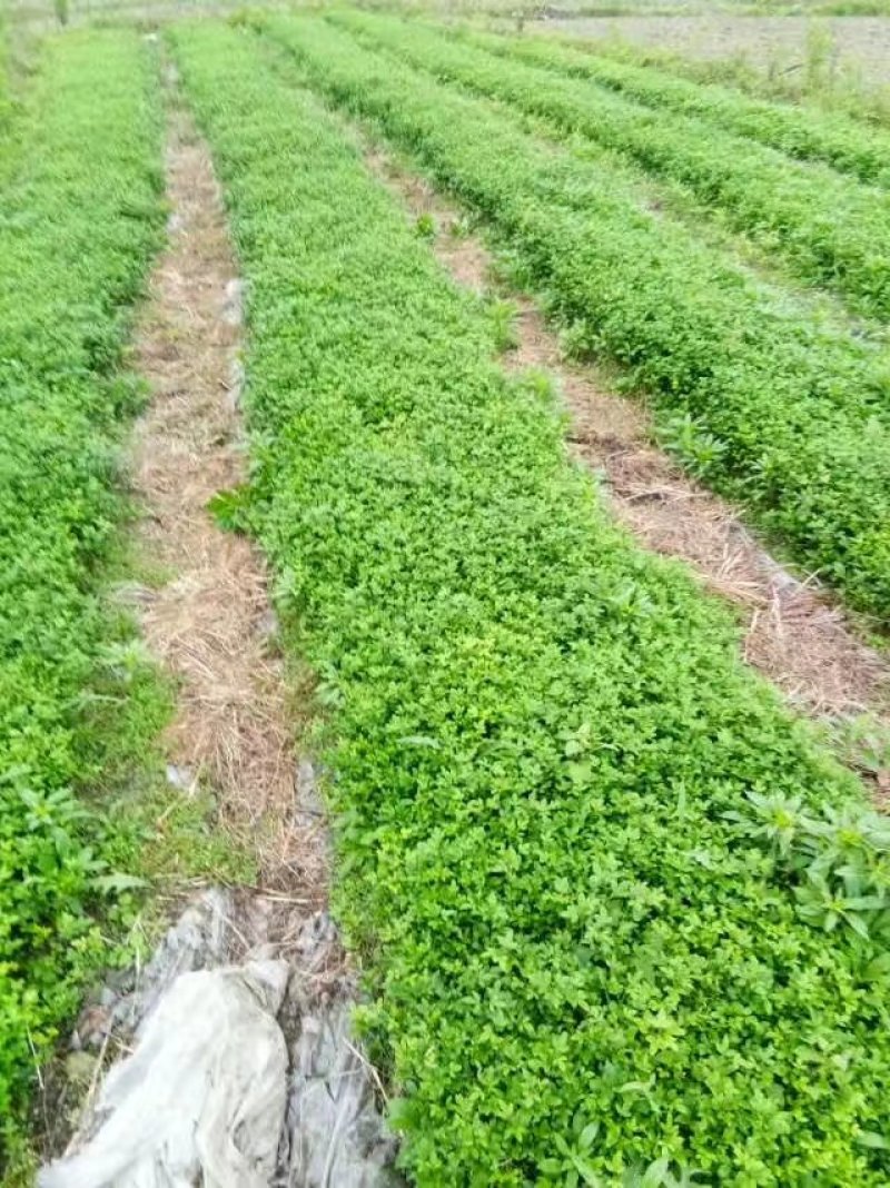 基地大量供应积壳大小苗占木