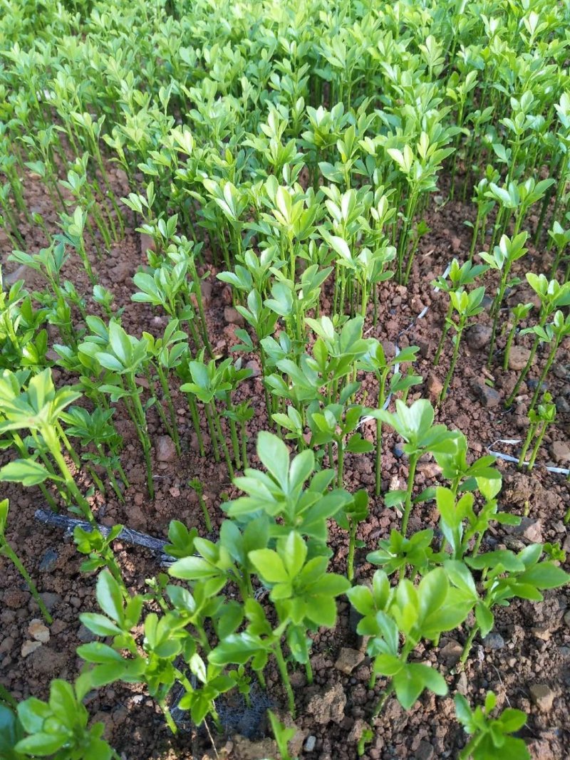 基地大量供应积壳大小苗占木