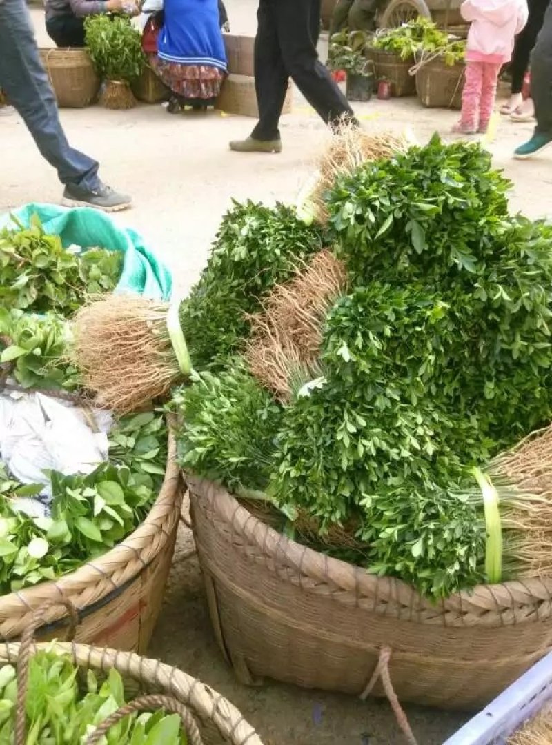 基地大量供应积壳大小苗占木