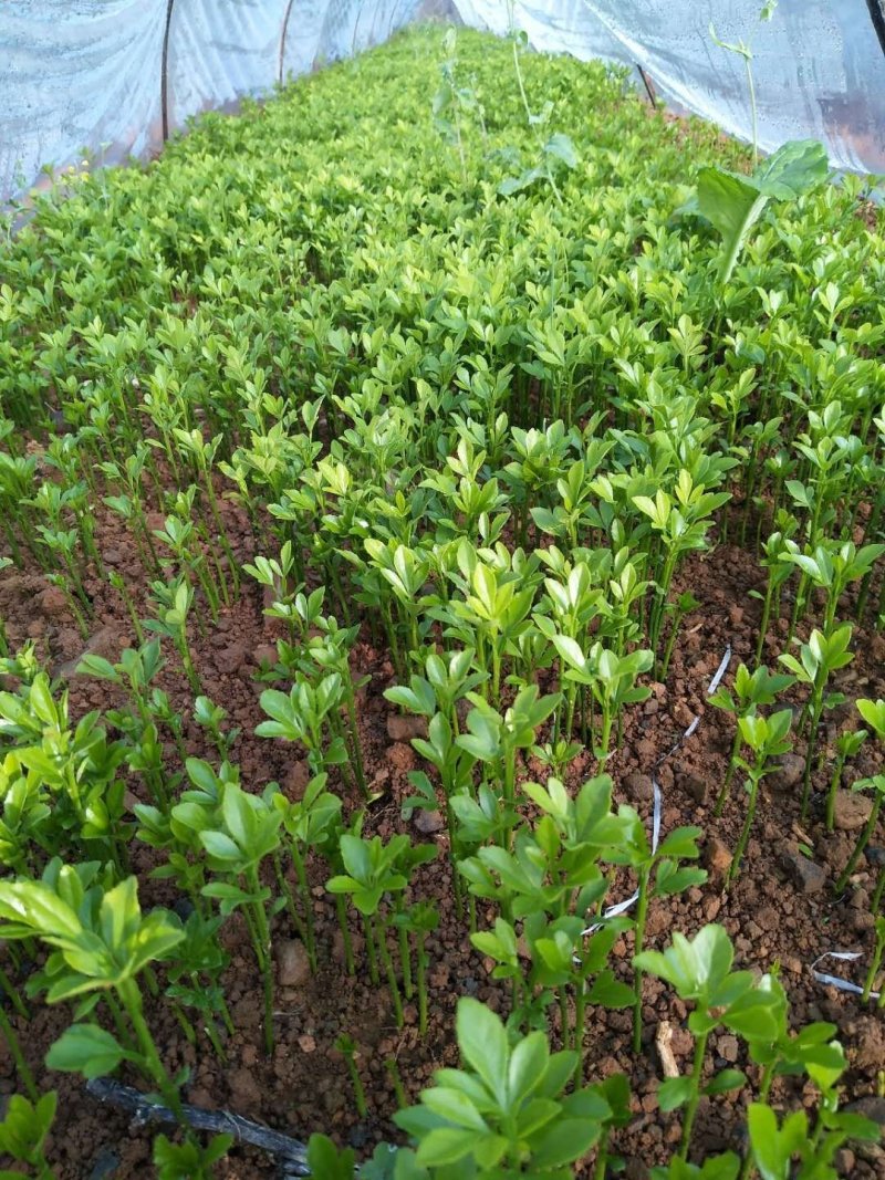 基地大量供应积壳大小苗占木