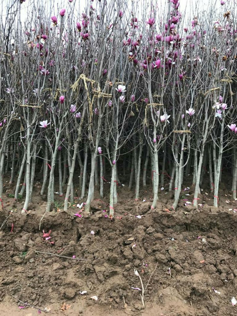 玉兰树紫玉兰娇红一号当年开花南北方庭院绿化种植占地行道