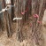 玉兰树紫玉兰娇红一号当年开花南北方庭院绿化种植占地行道
