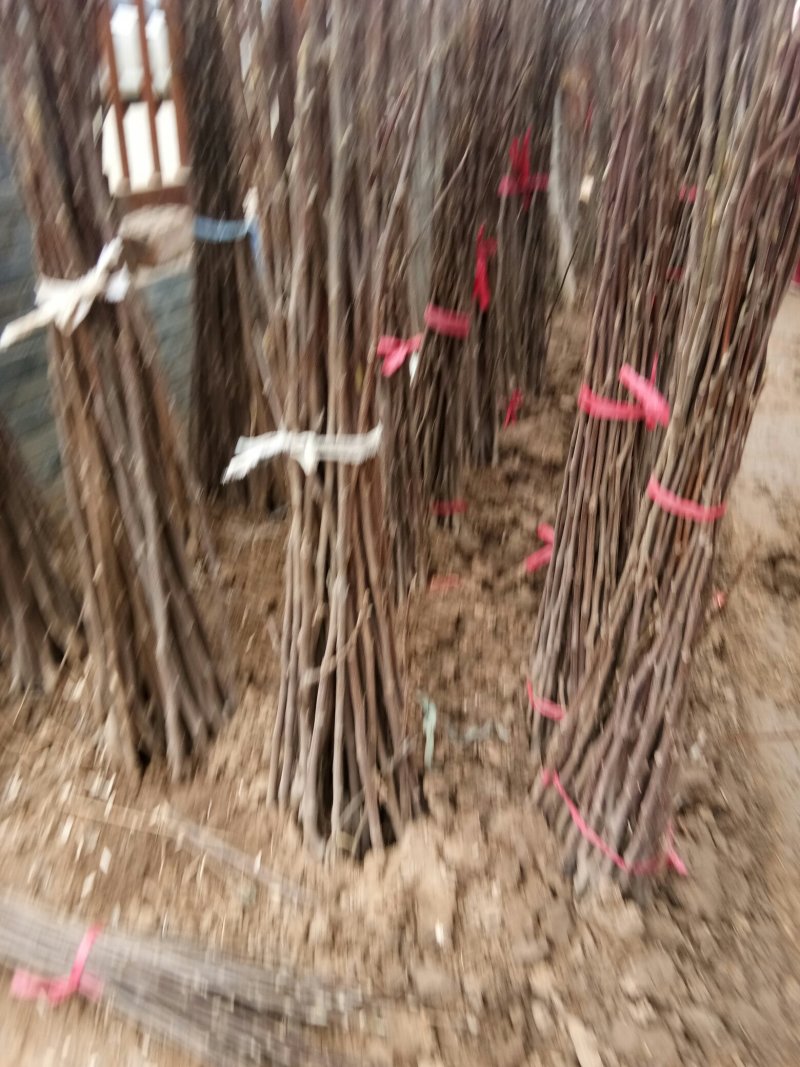 玉兰树紫玉兰娇红一号当年开花南北方庭院绿化种植占地行道