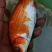 黄金红鲤鱼苗，快大好养，品种好，大量现货，规格均匀，活跃