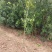 罗汉松苗，可造形，可盆栽绿化等耐高温耐霜冻，免疫力强。