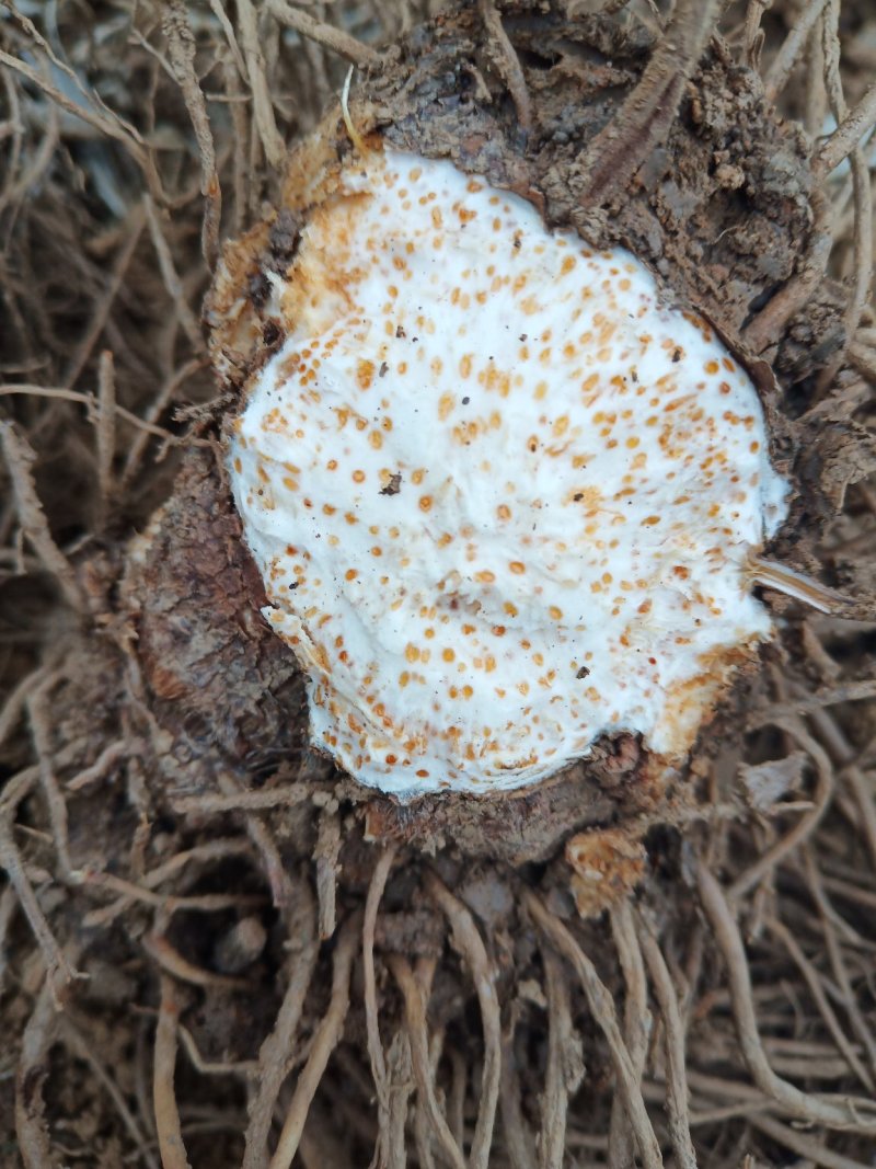 苍术种子湖北野生移栽干货包邮现货