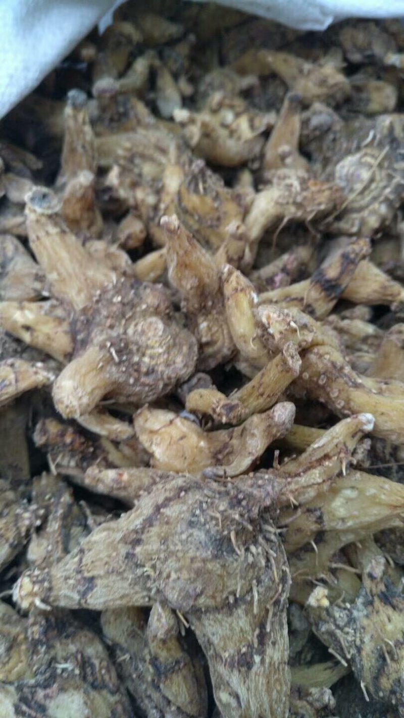 白及纯野生三叉白芨果夹